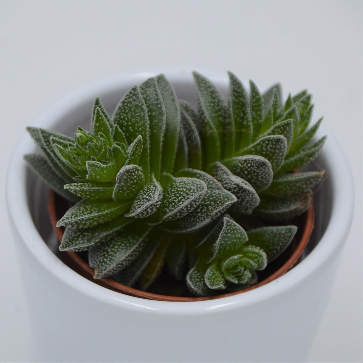 Crassula Frosty - 5,5cm