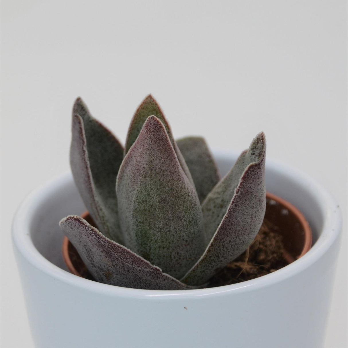 Crassula Garnet Lotus - 5,5cm