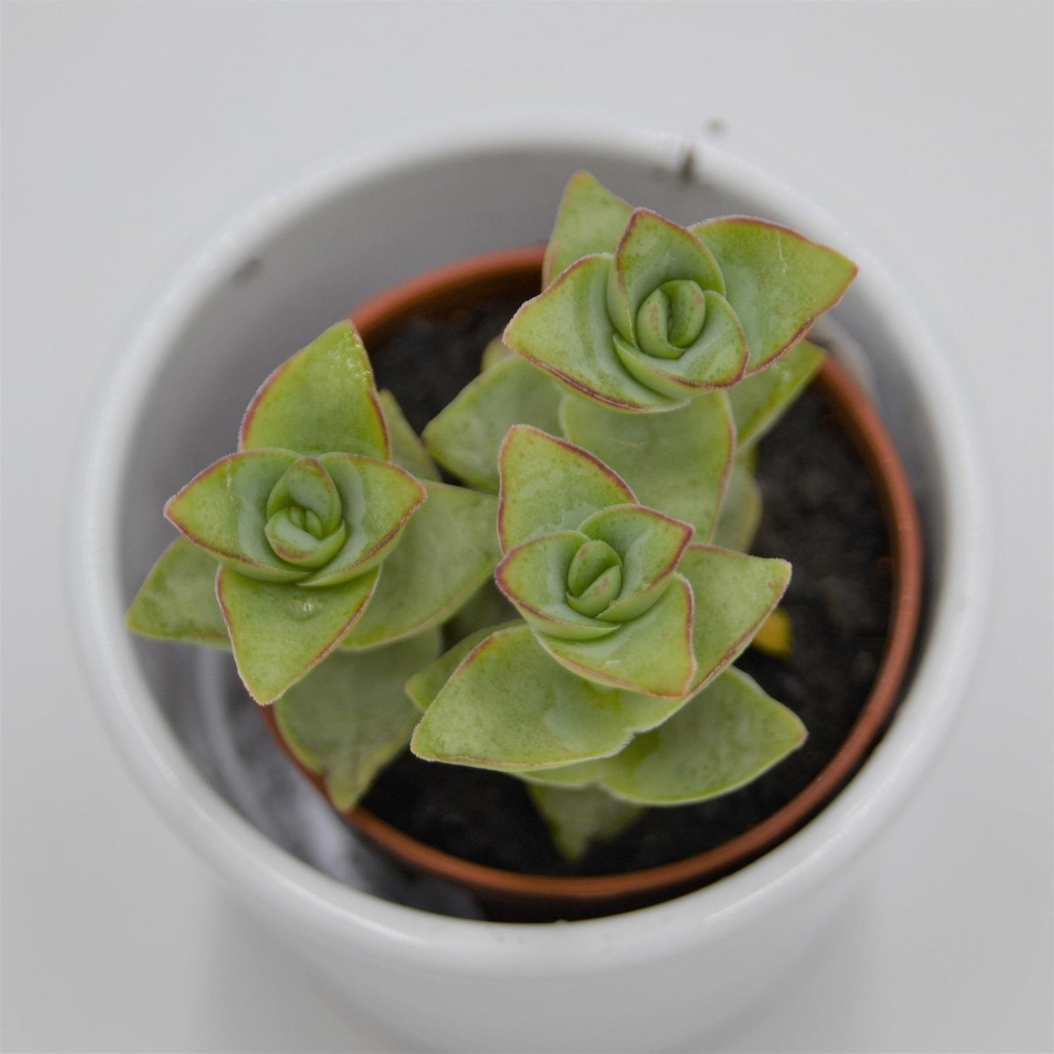 Crassula perforata Giant - 5,5cm