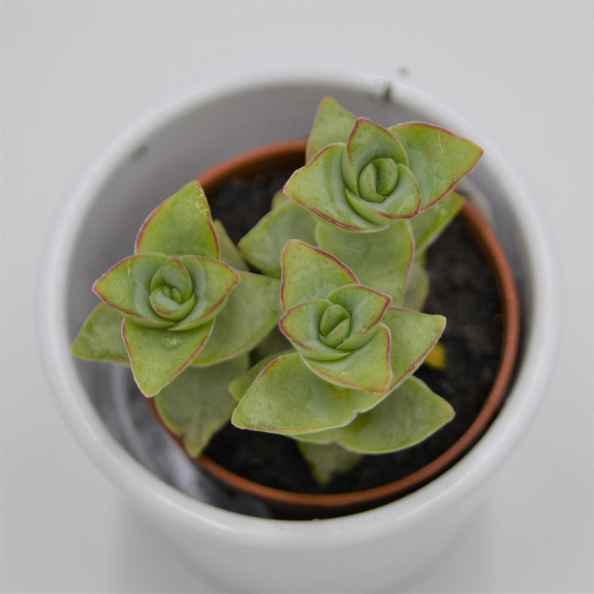 Crassula perforata Giant - 5,5cm
