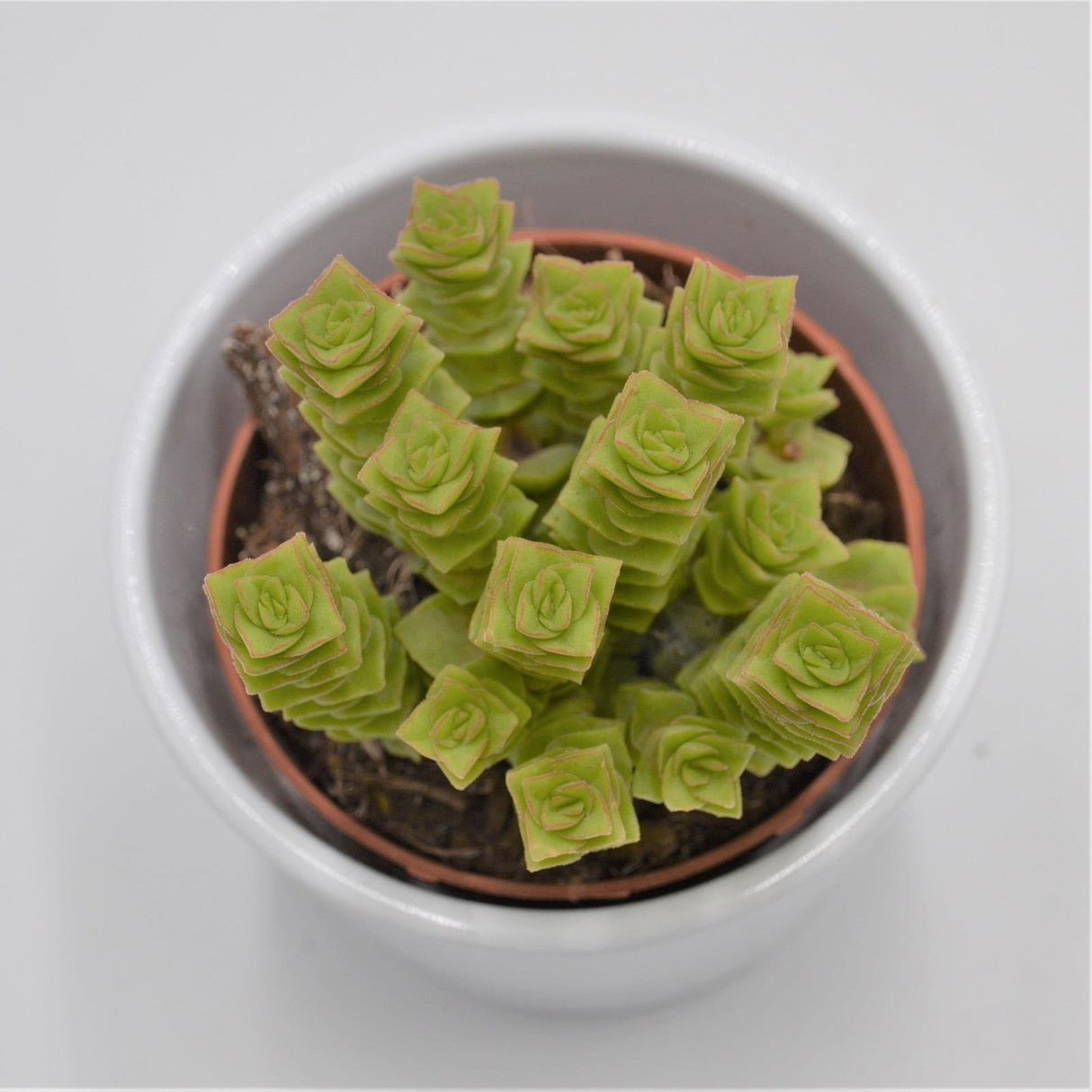 Crassula Green Pagoda - 8,5cm
