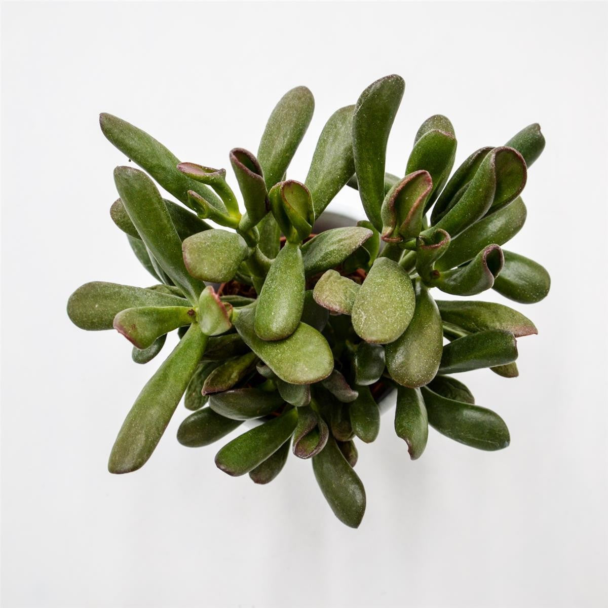 Crassula Hobbit Sunsest - 8,5cm