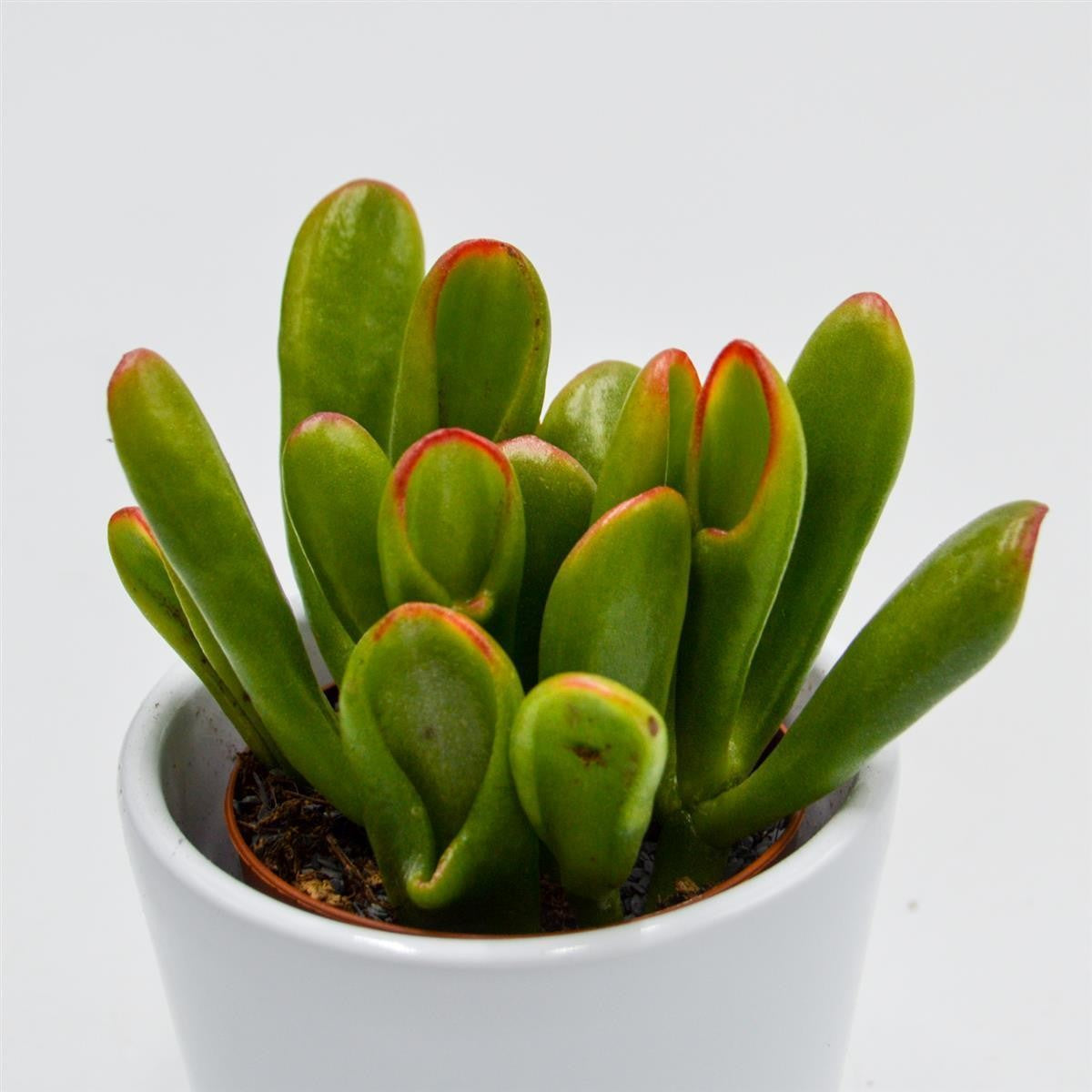 Crassula Hobbit Sunsest - 5,5cm