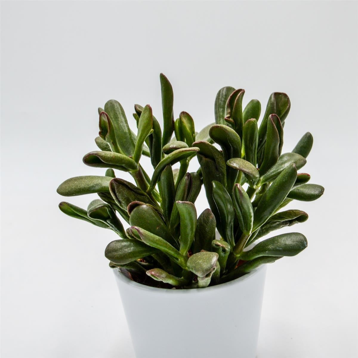 Crassula Hobbit Sunsest - 8,5cm