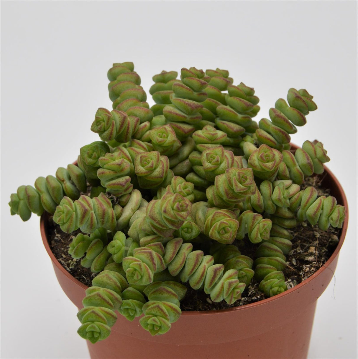 Crassula rupestris subsp. marnieriana - 12cm
