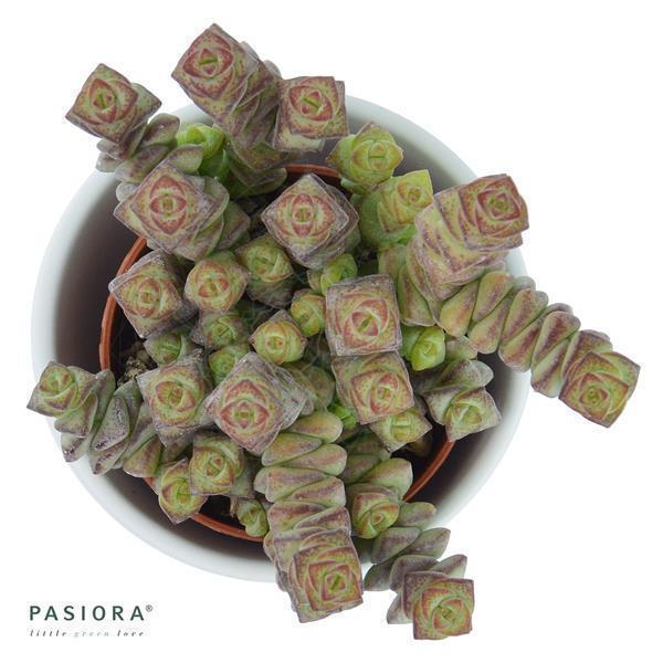 Crassula rupestris subsp. marnieriana - 6cm