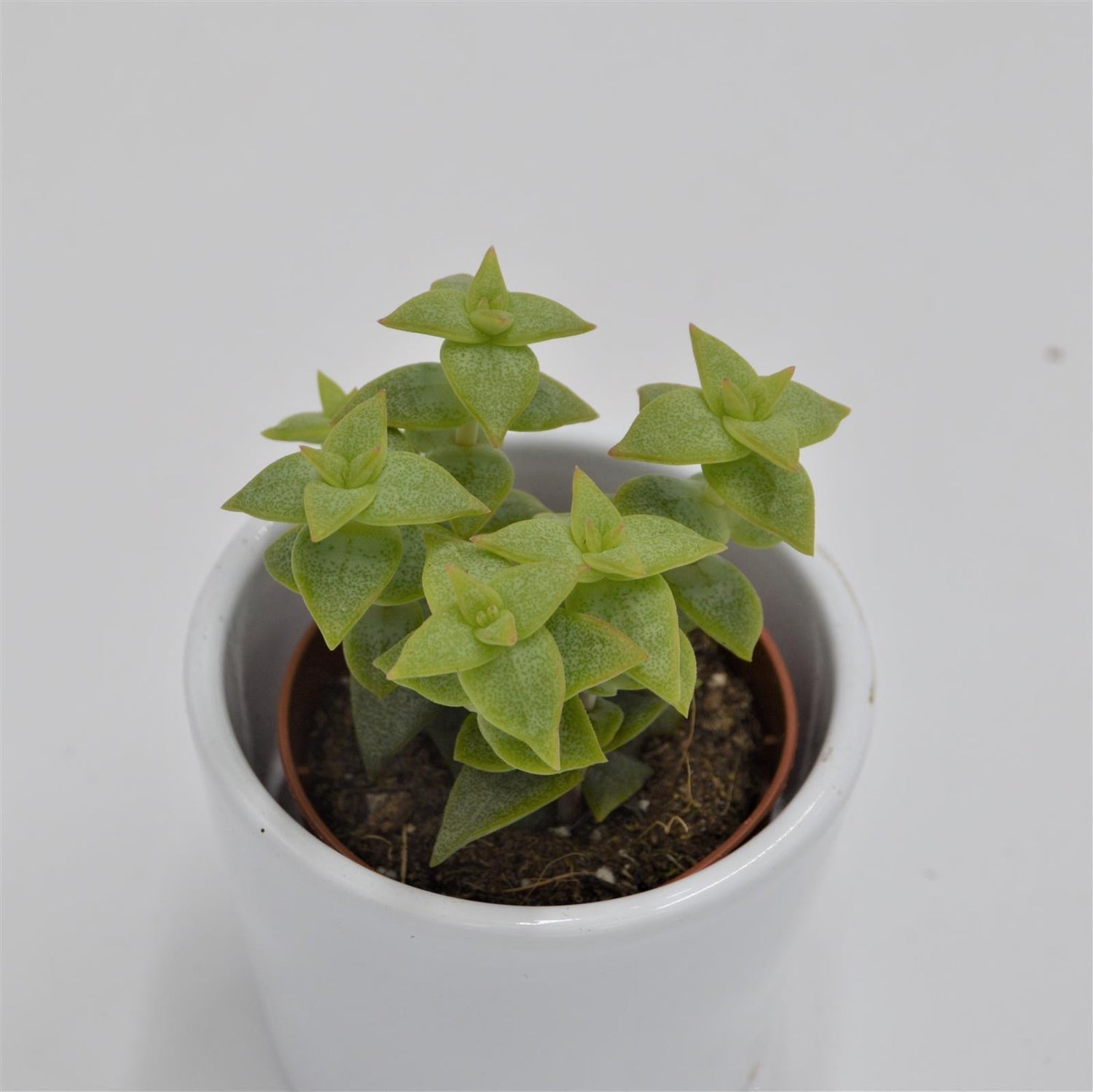 Crassula perforata - 5,5cm