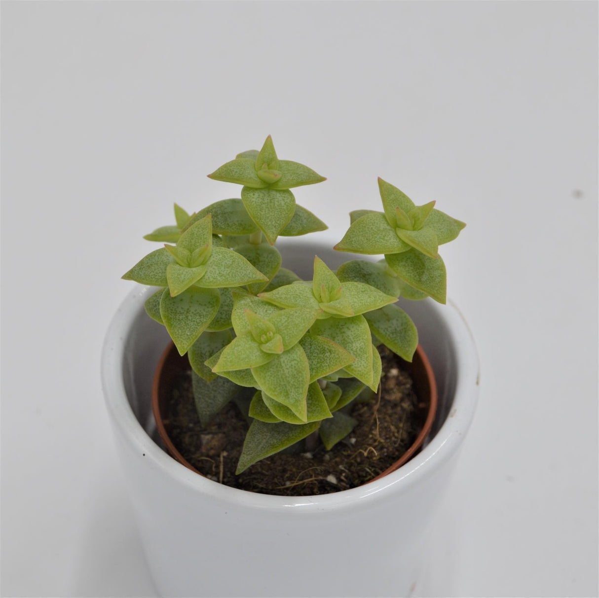 Crassula perforata - 5,5cm