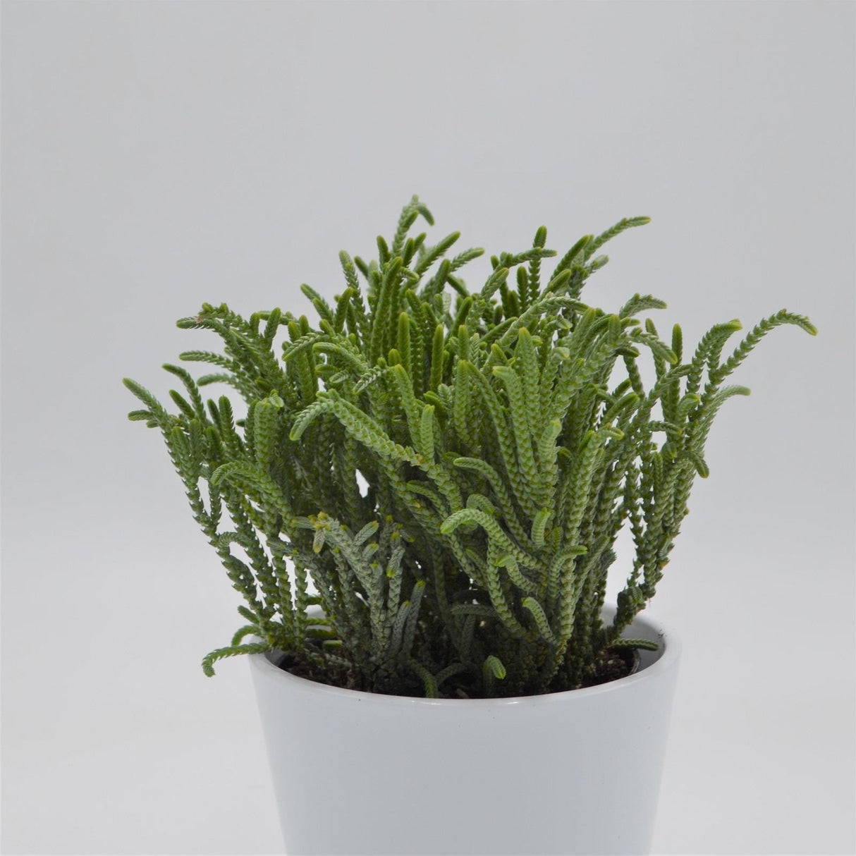 Crassula lycopodioides - 12cm