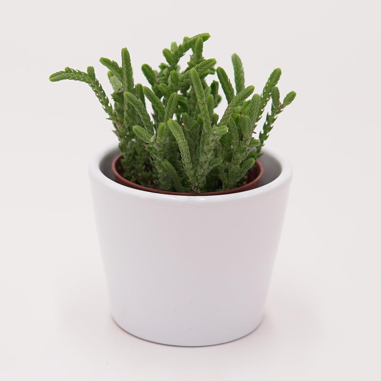 Crassula lycopodioides - 5,5cm