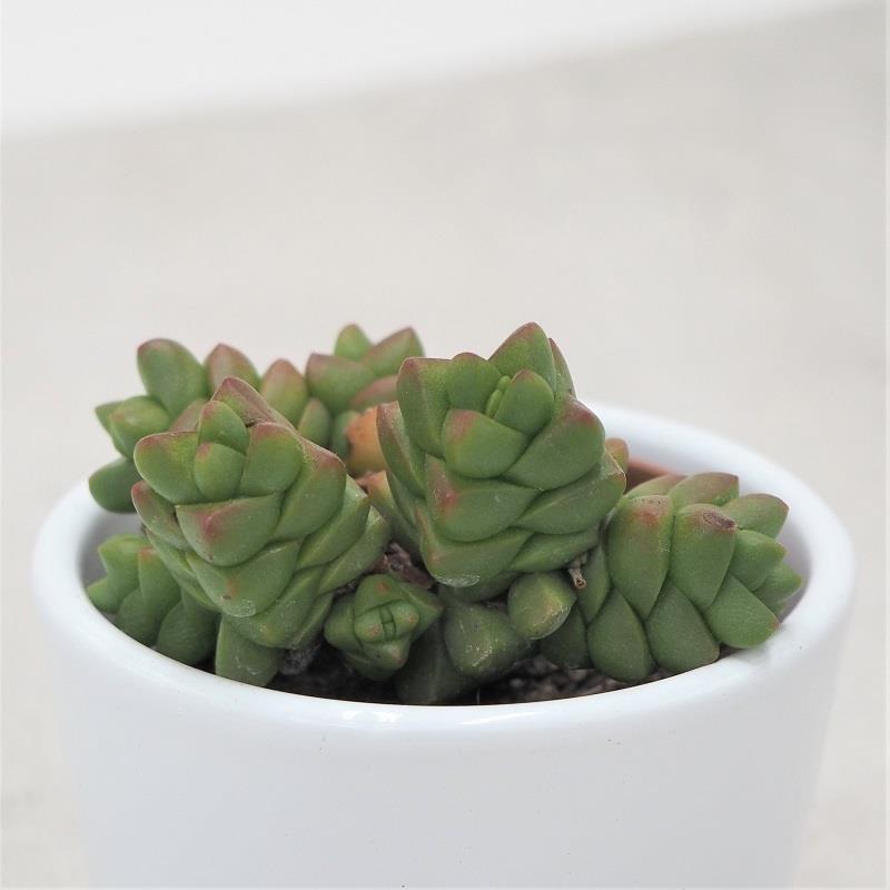 Crassula marchandii - 5,5cm