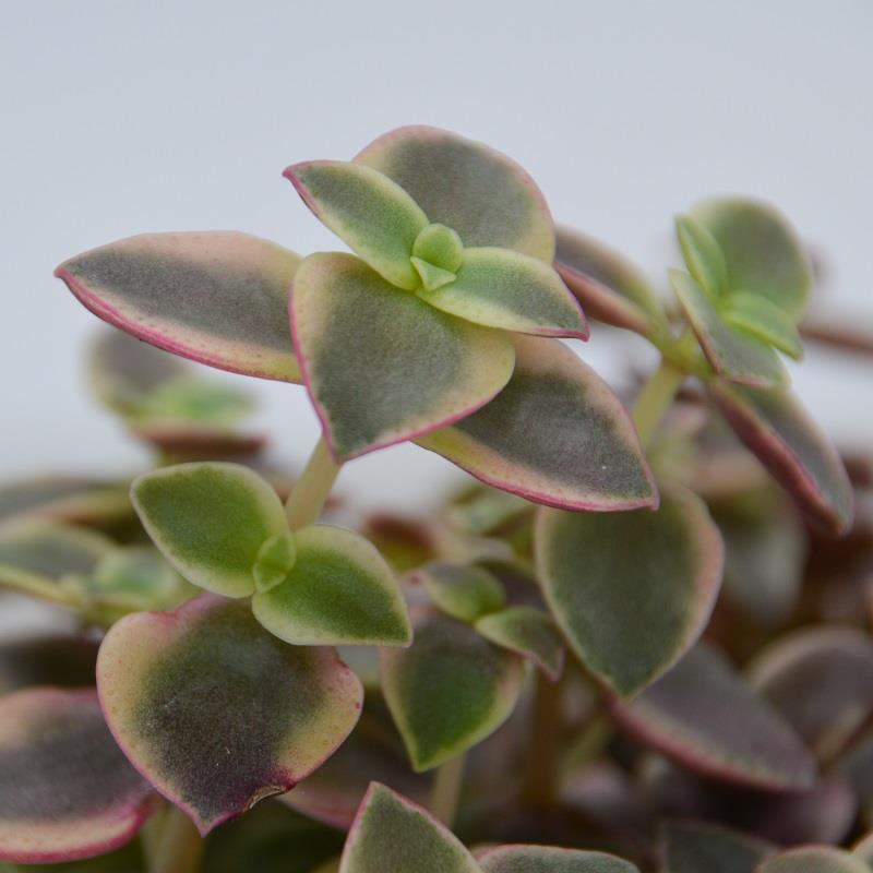 Crassula pellucida ssp. marginalis - 8,5cm