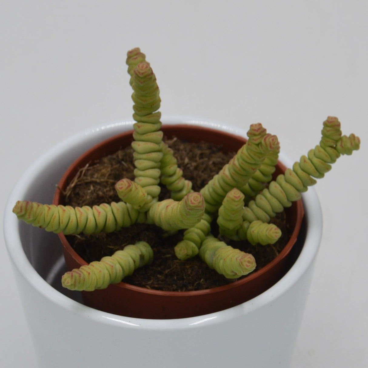 Crassula rupestis subsp. marnieriana Mini - 8,5cm