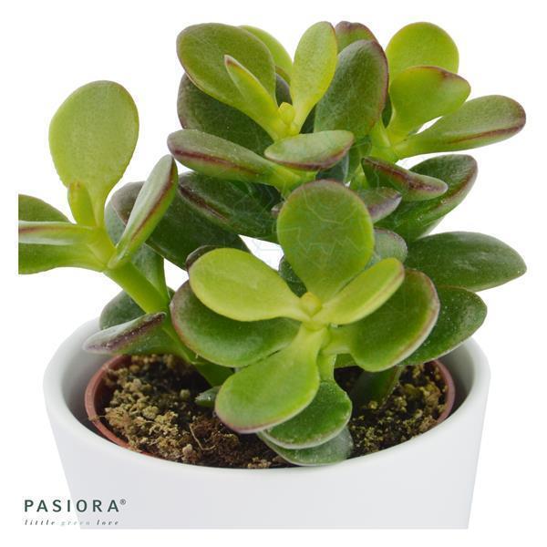 Ciao Crassula, 3 Stück