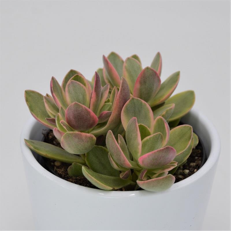 Crassula Money Maker Variegata - 8,5cm
