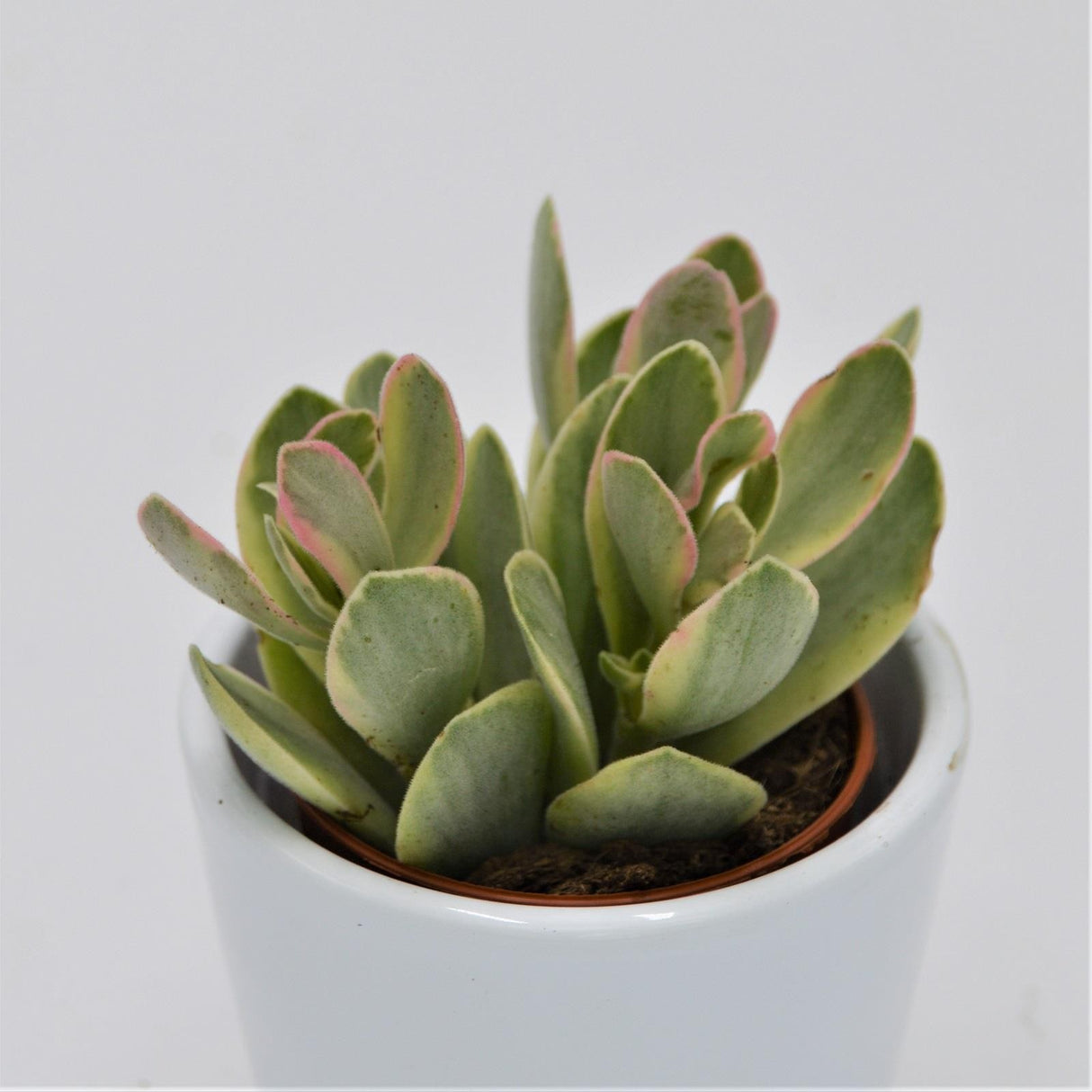 Crassula Money Maker Variegata - 5,5cm