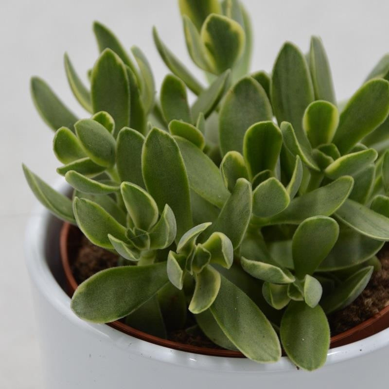 Crassula Money Maker Variegata - 8,5cm