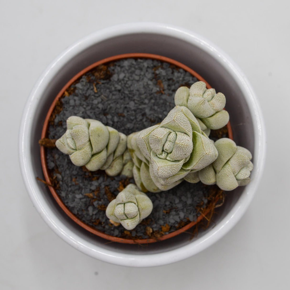 Crassula Moonstone - 8,5cm