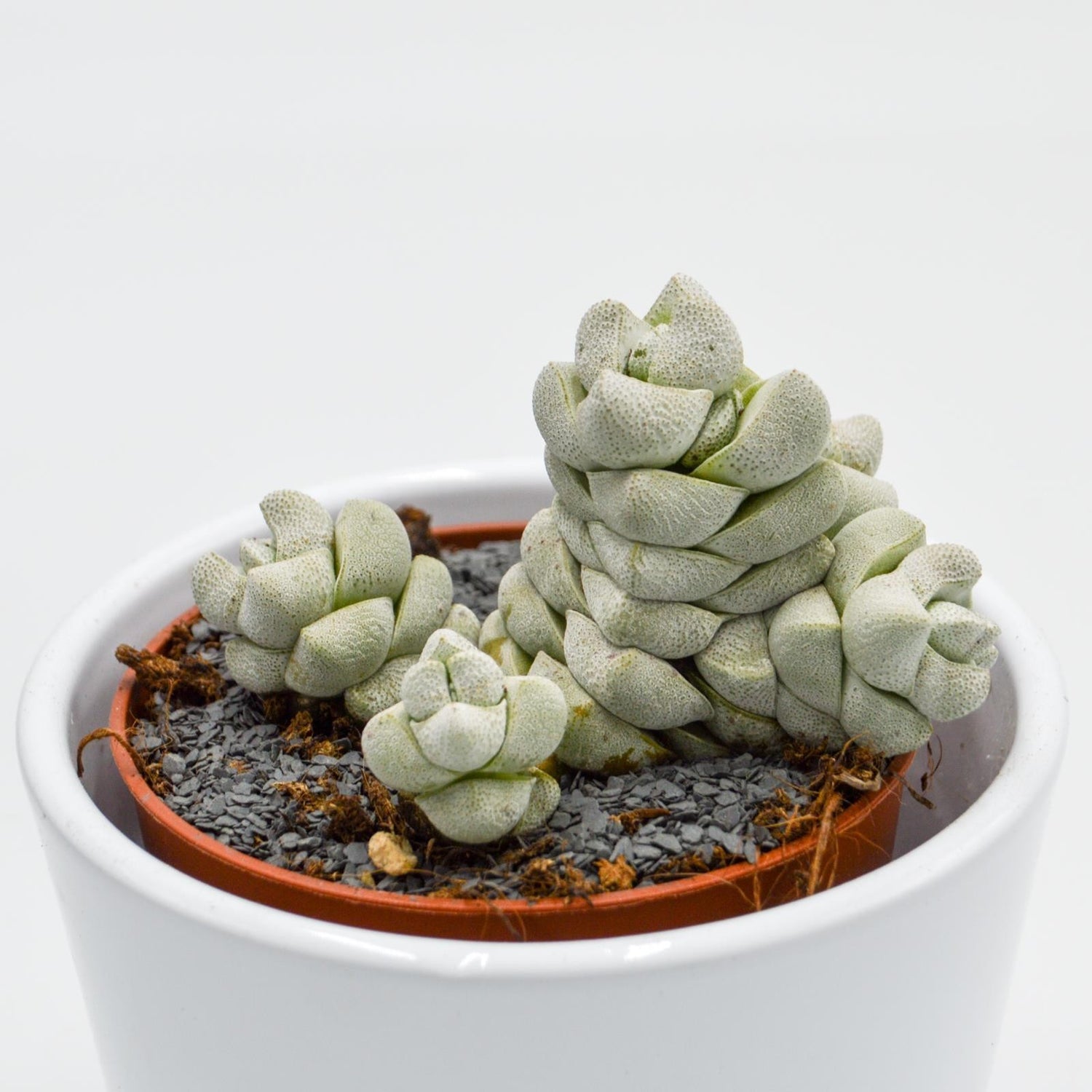 Crassula Moonstone - 8,5cm