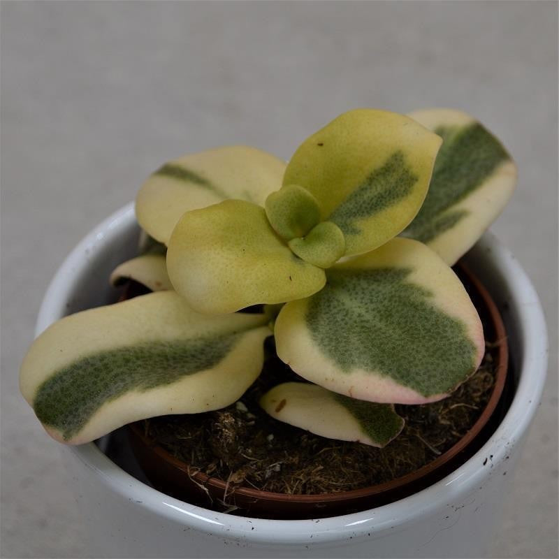 Crassula multicava Panache - 8,5cm