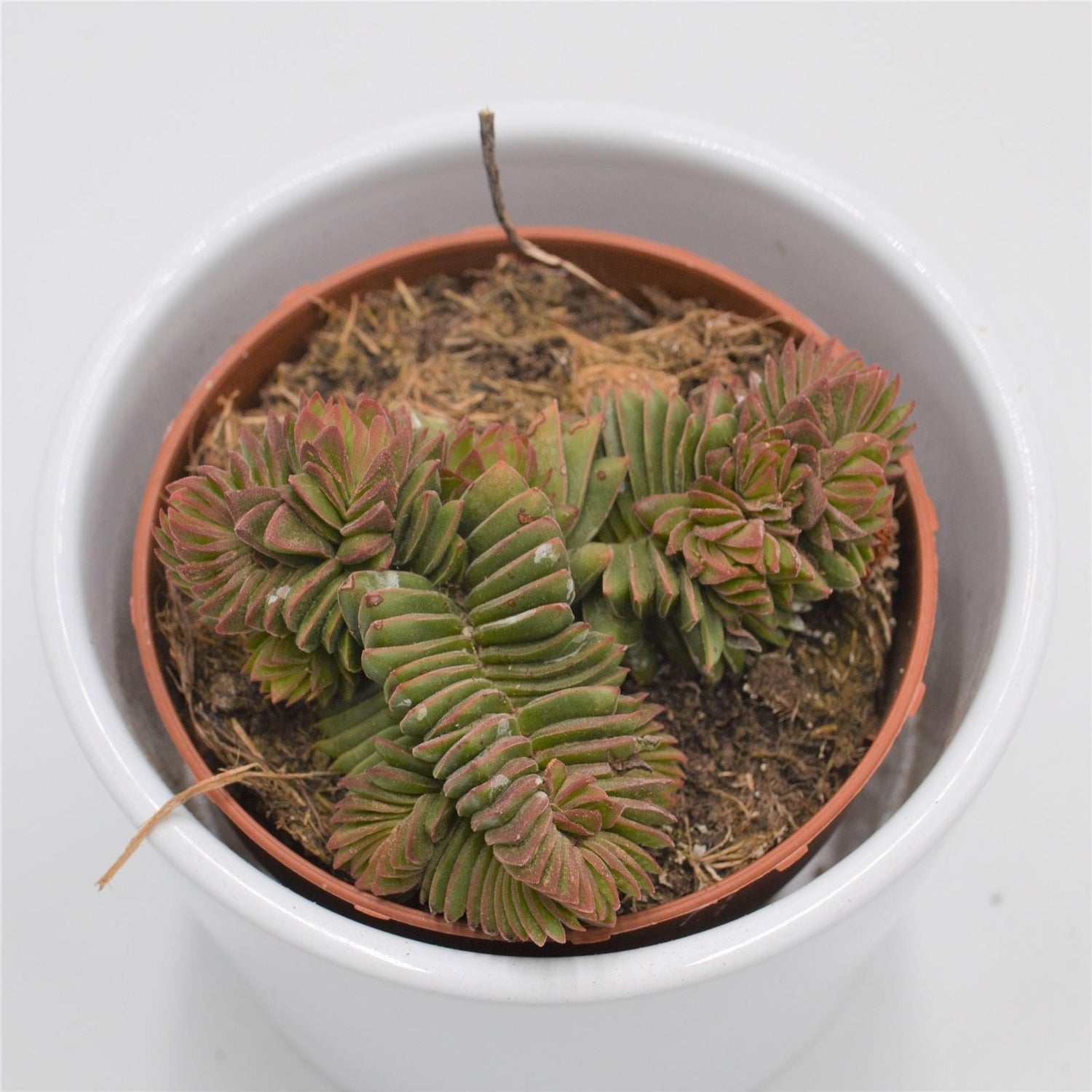 Crassula New Temple - 8,5cm