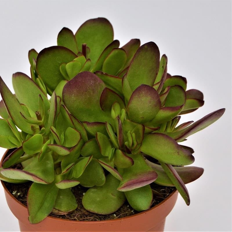 Crassula nudicaulis var. platyphylla Burgundy - 13cm