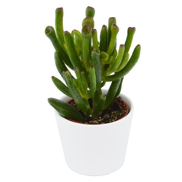 Ciao Crassula, 5 Stück