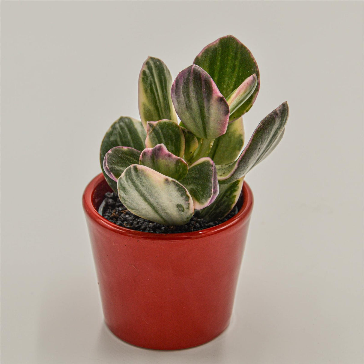 Crassula ovata f. variegata - 6cm