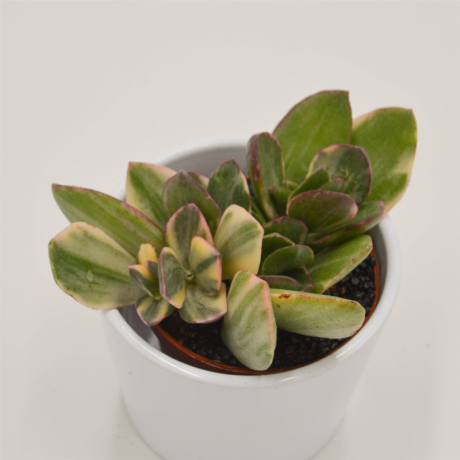 Crassula ovata f. variegata - 8,5cm