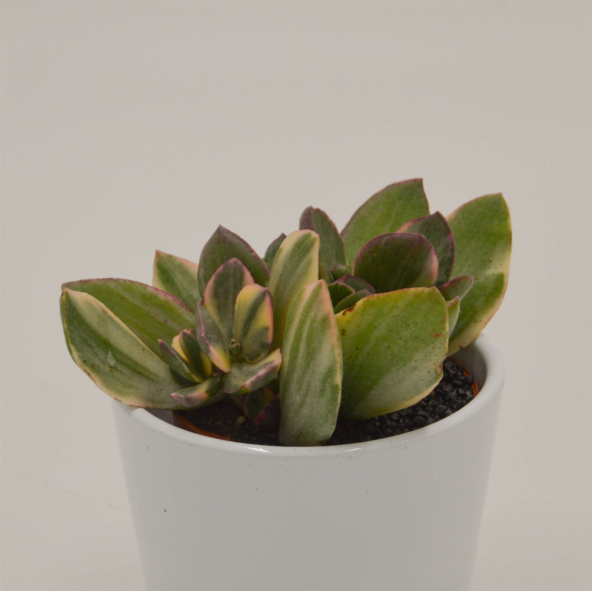 Crassula ovata f. variegata - 8,5cm