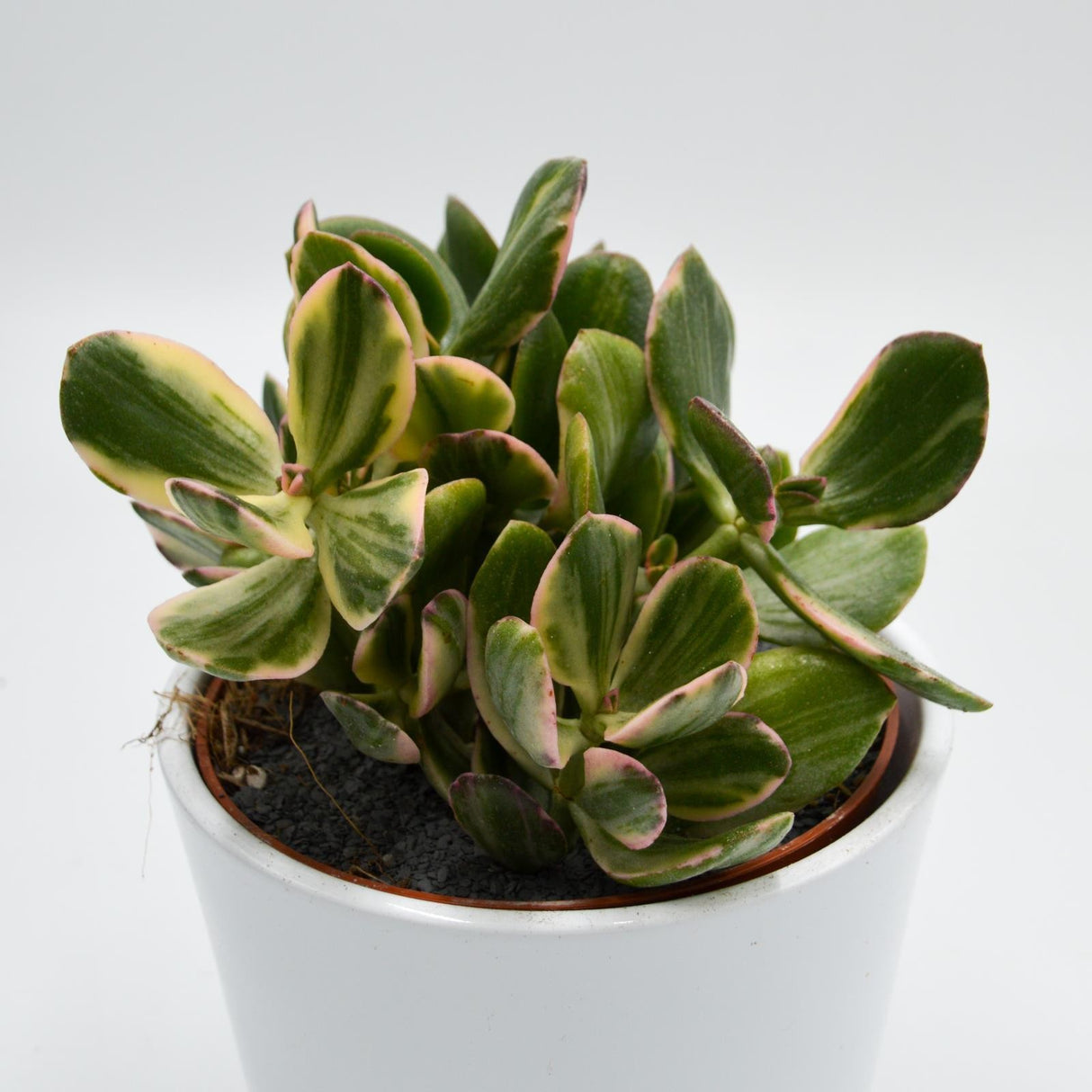 Crassula ovata f. variegata - 12cm