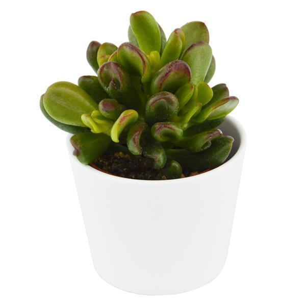 Crassula ovata Gandalf - 6cm