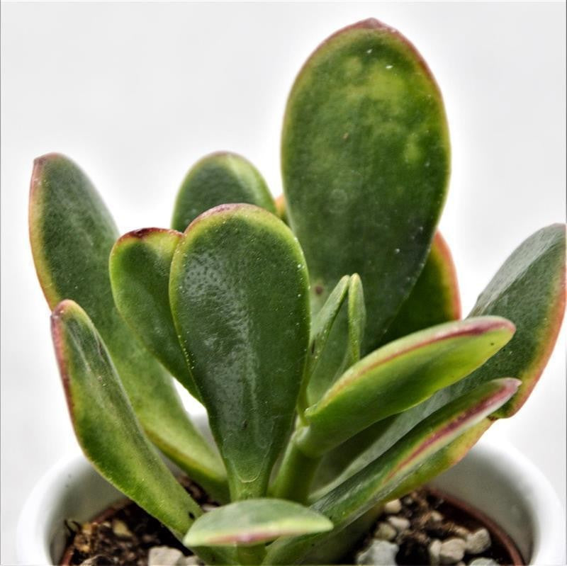Crassula ovata Hummels Sunset - 6cm