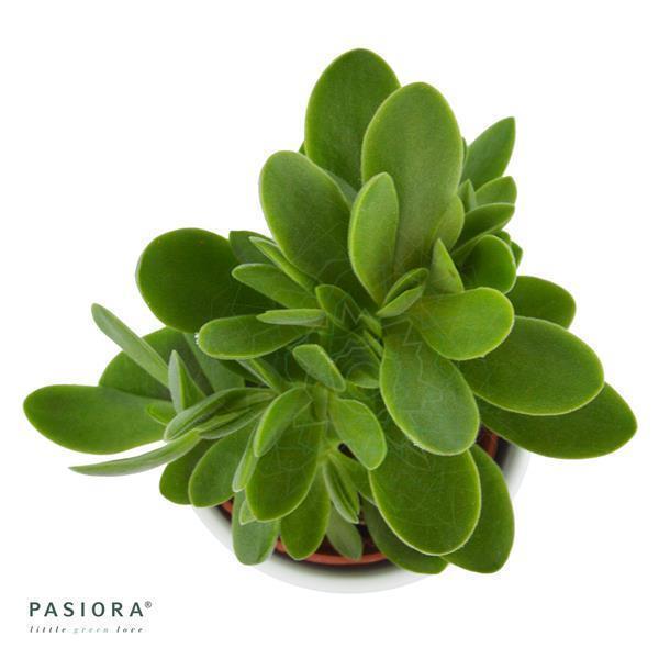 Crassula Money Maker - 6cm