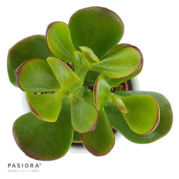 Crassula ovata - 6cm