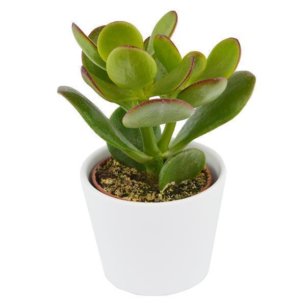Ciao Crassula, 5 Stück