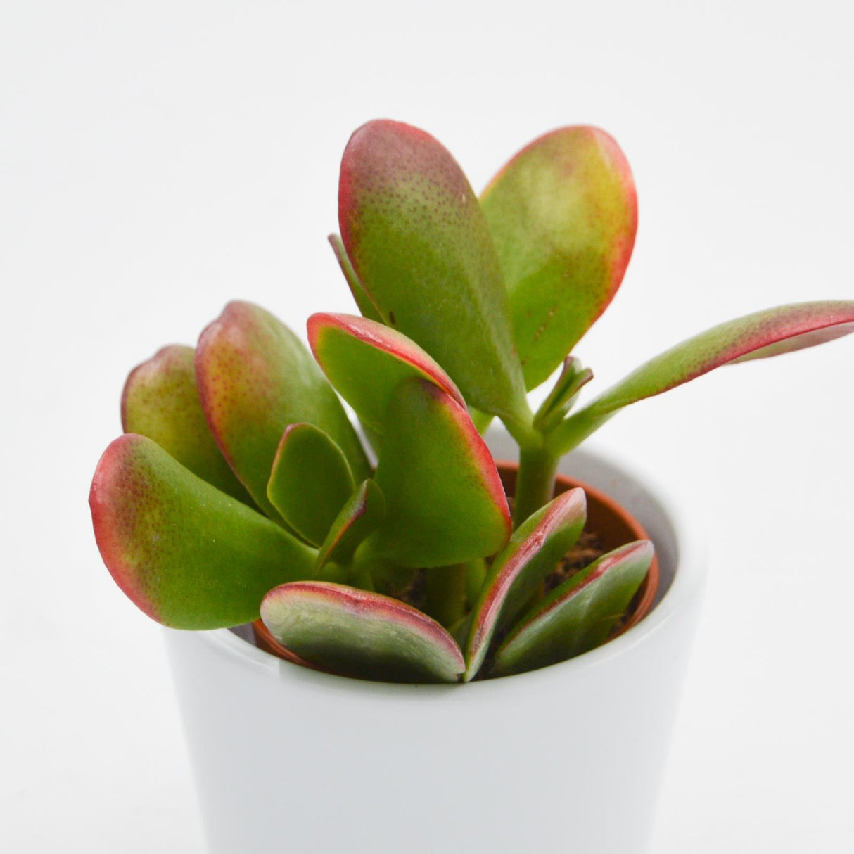 Crassula ovata Sunset - 5,5cm