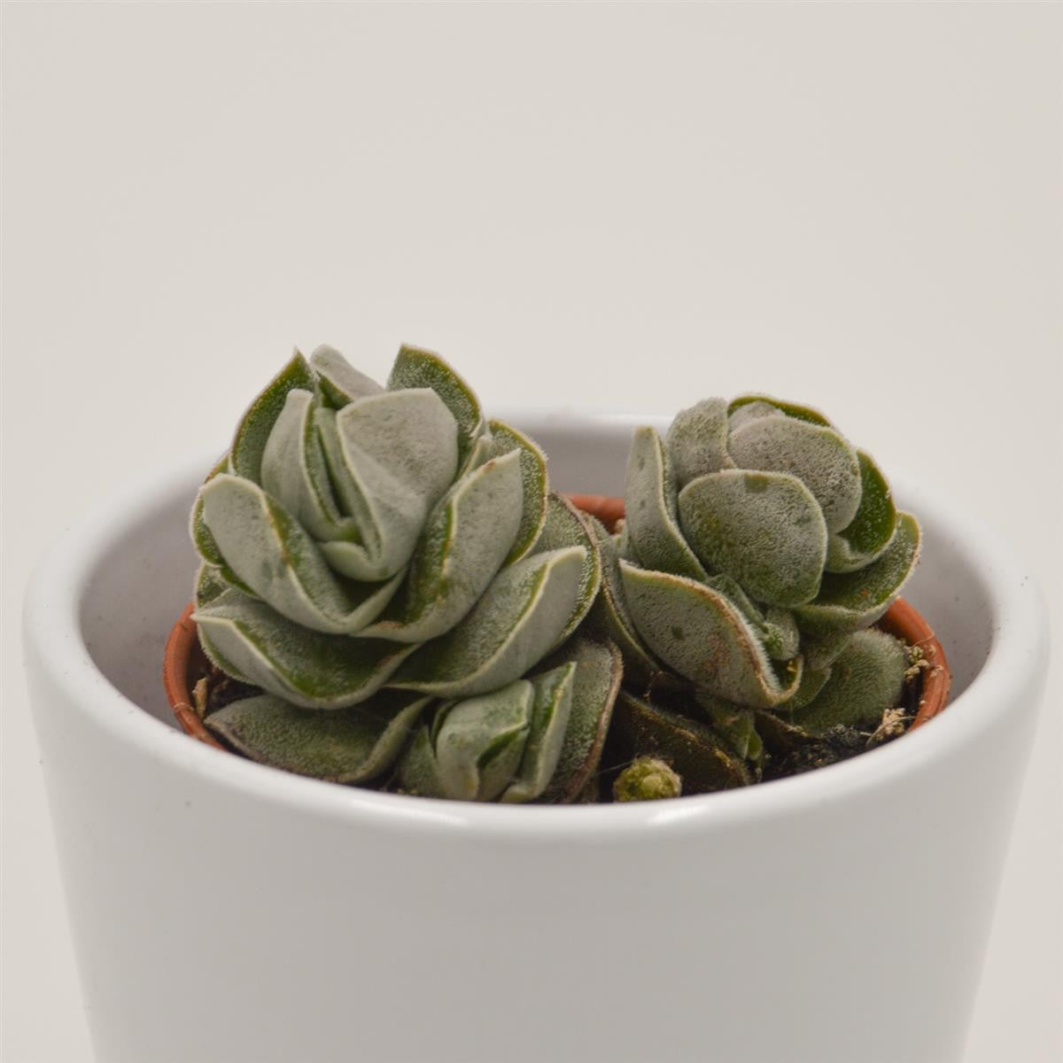 Crassula Pangolin - 5,5cm