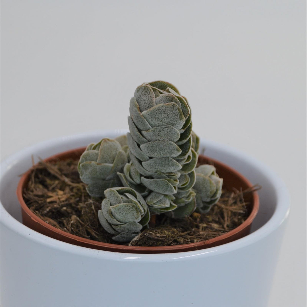 Crassula Pangolin - 8,5cm