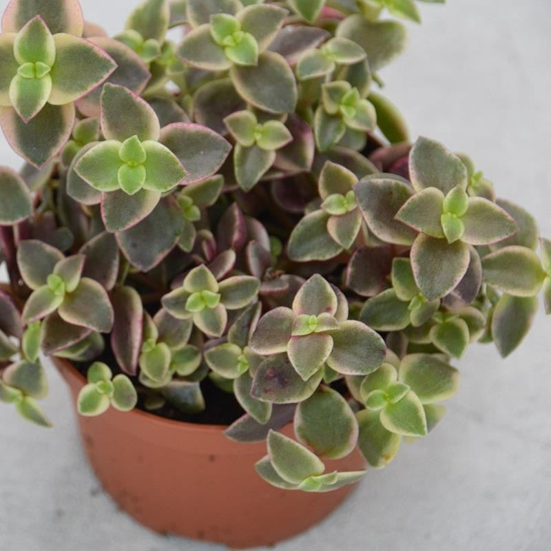 Crassula pellucida ssp. marginalis - 8,5cm