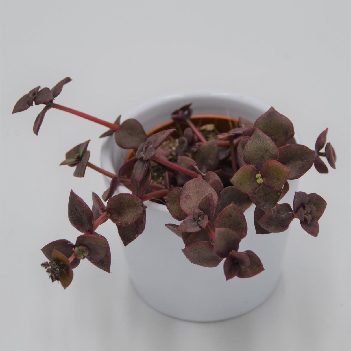 Crassula pellucida ssp. marginalis f. rubra - 5,5cm