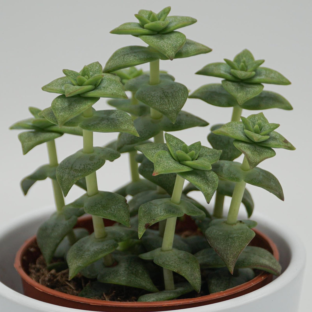 Crassula perforata - 8,5cm