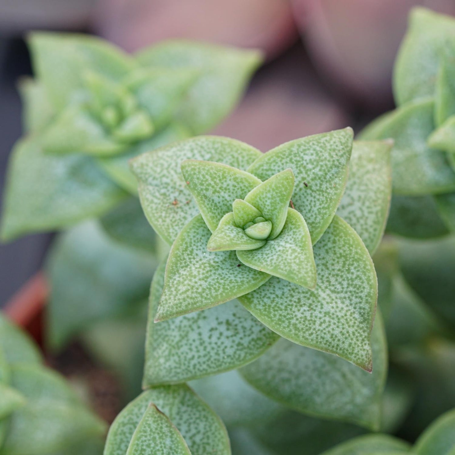 Crassula perforata - 8,5cm