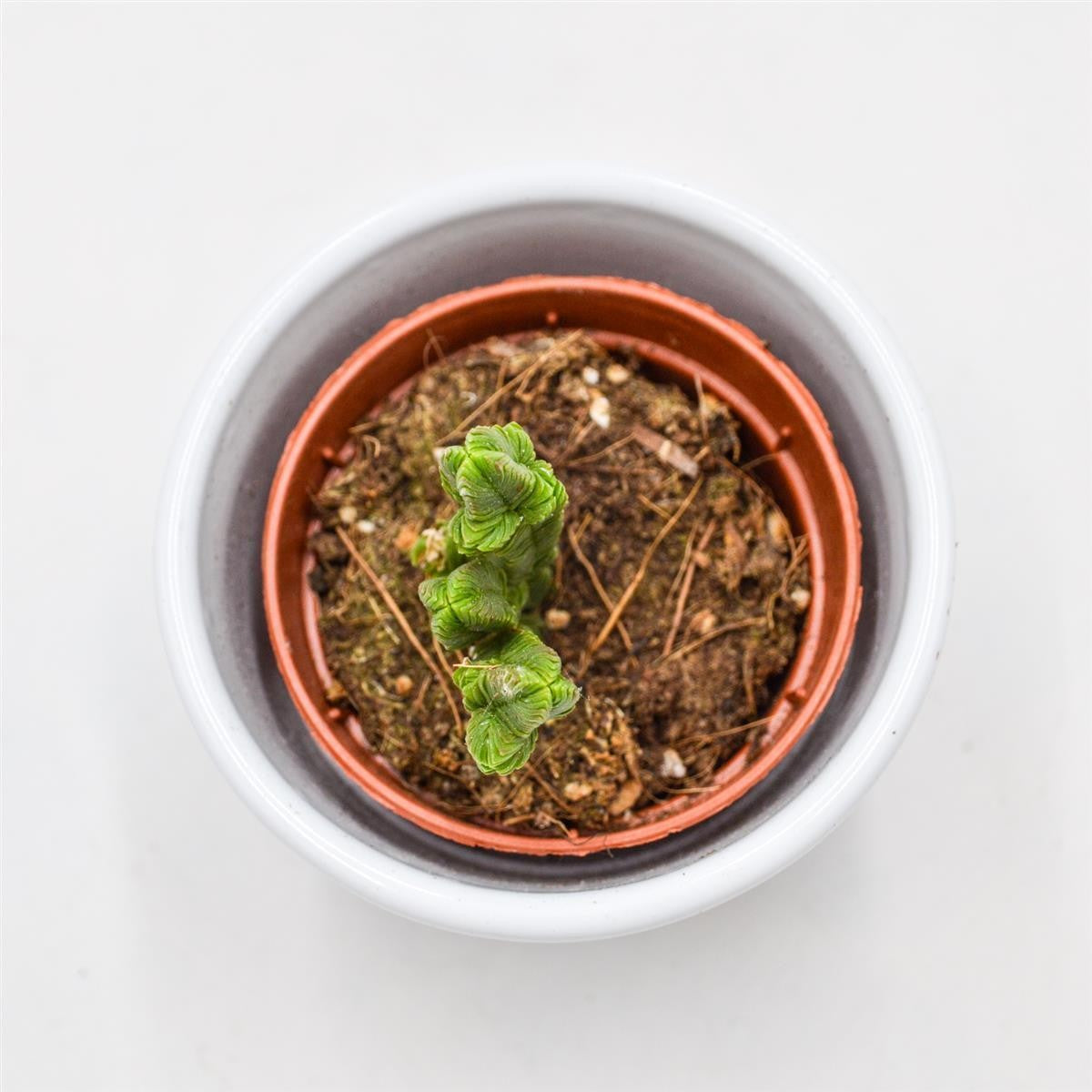 Crassula pyramidalis - 5,5cm