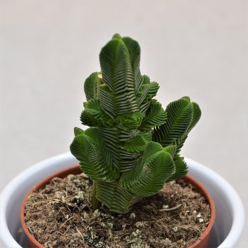 Crassula pyramidalis - 8,5cm