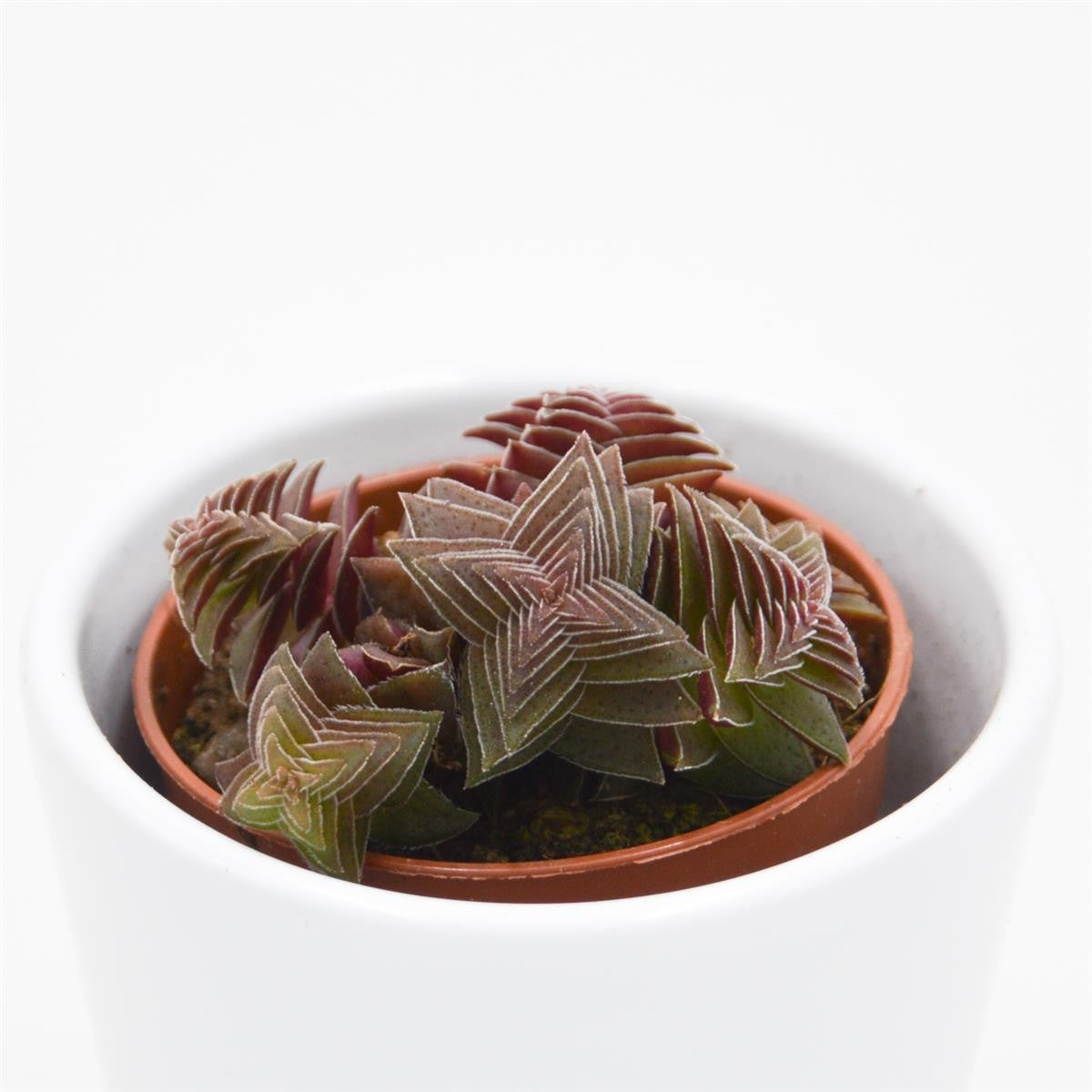Crassula capitella Rubra - 5,5cm