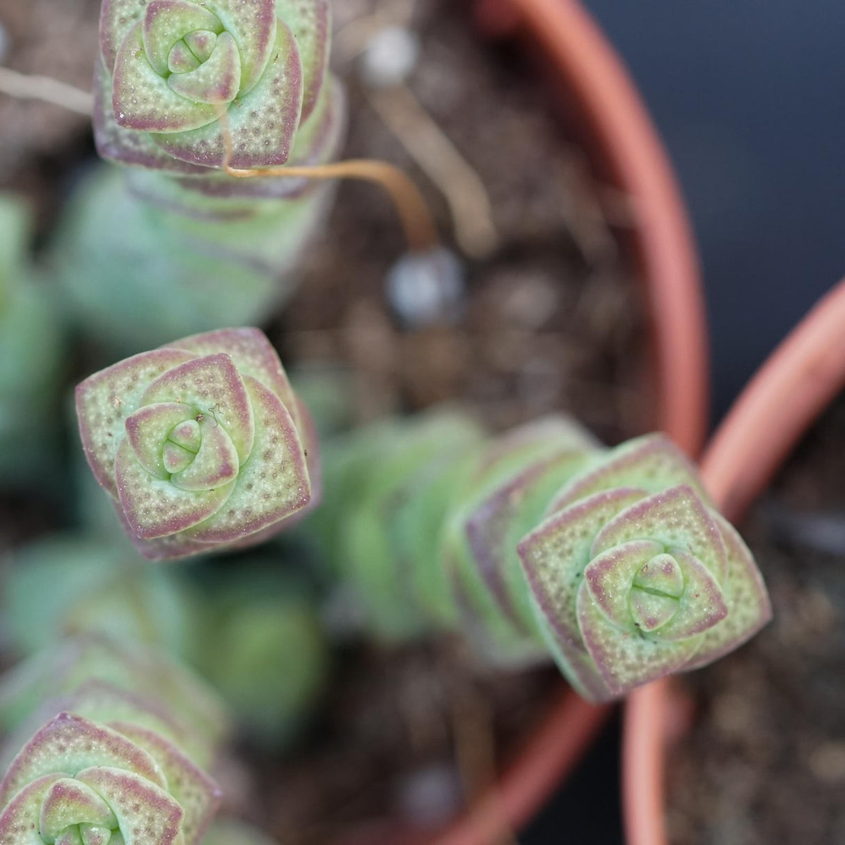 Crassula rupestris subsp. marnieriana - 6cm