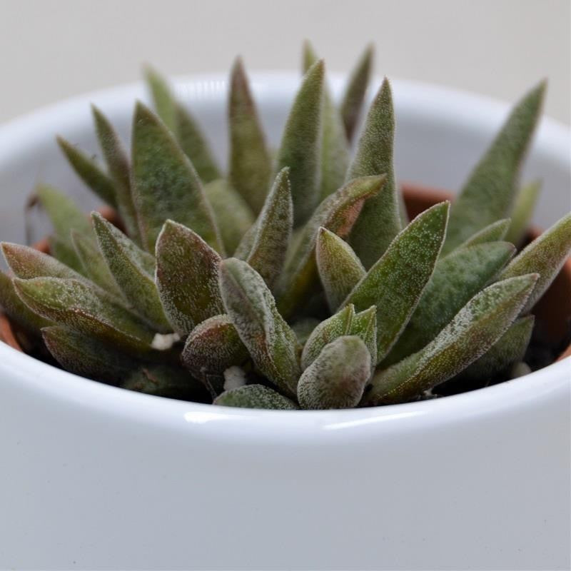 Crassula schmidtii - 6cm