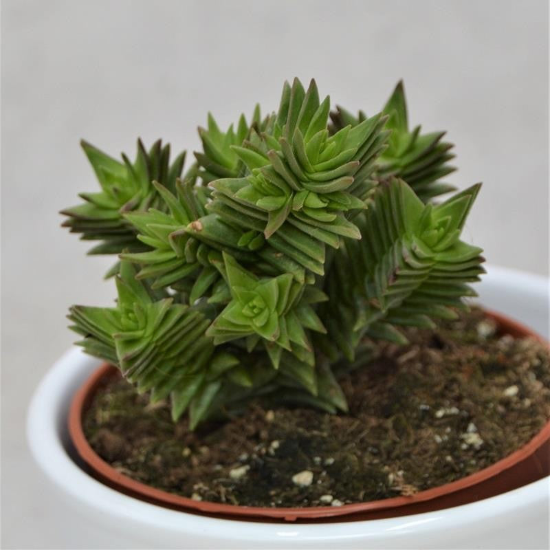Crassula Hybrid - 8,5cm