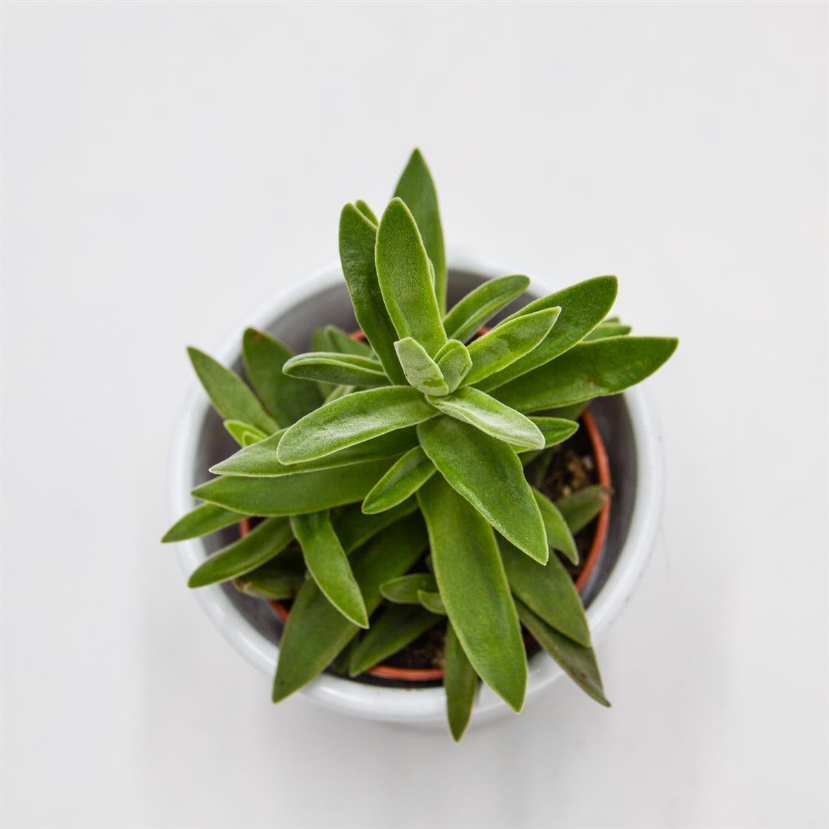 Crassula stretto - 5,5cm